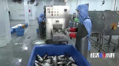 珠海打造“年魚之都” 預制菜產(chǎn)業(yè)年產(chǎn)值超1.5億元，紡織業(yè)協(xié)同發(fā)展